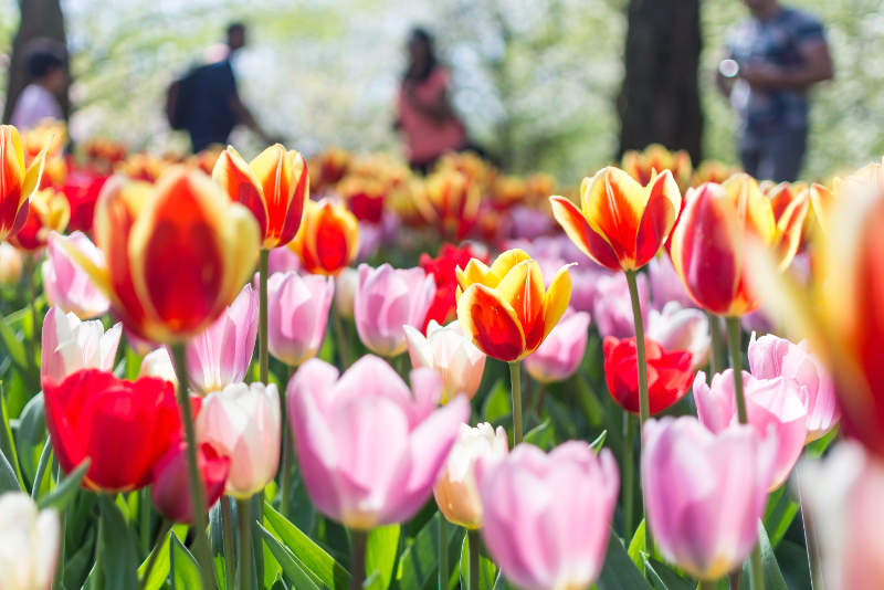 Tulip rows in bloom at Keukenhof