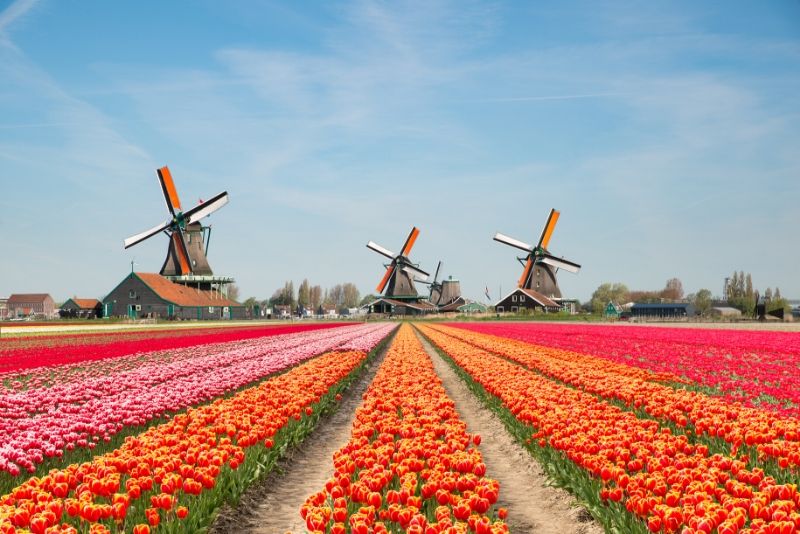 Tulip fields surrounding Keukenhof